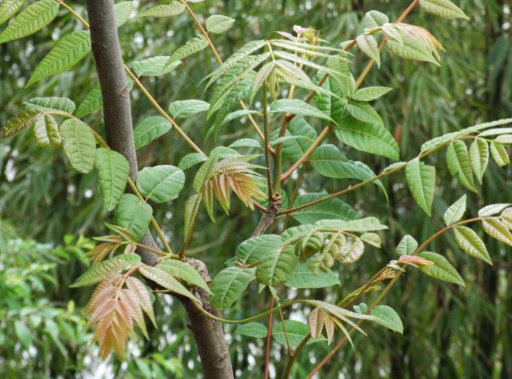 这5种大树，颜值高，经济实用，老一辈人生活经验中见证过的