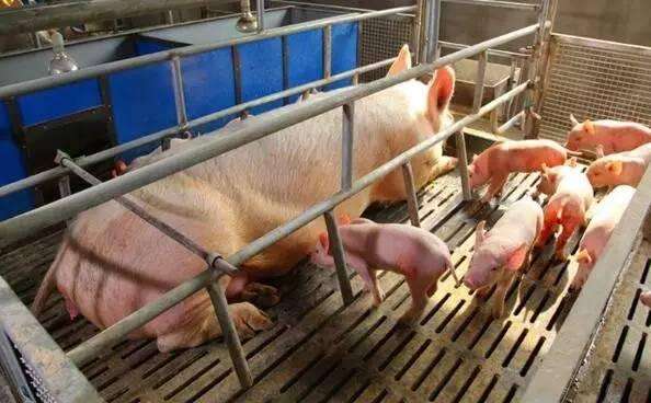 母猪产前便秘还不吃东西了怎么办,养猪技术母猪便秘的8个解决方法