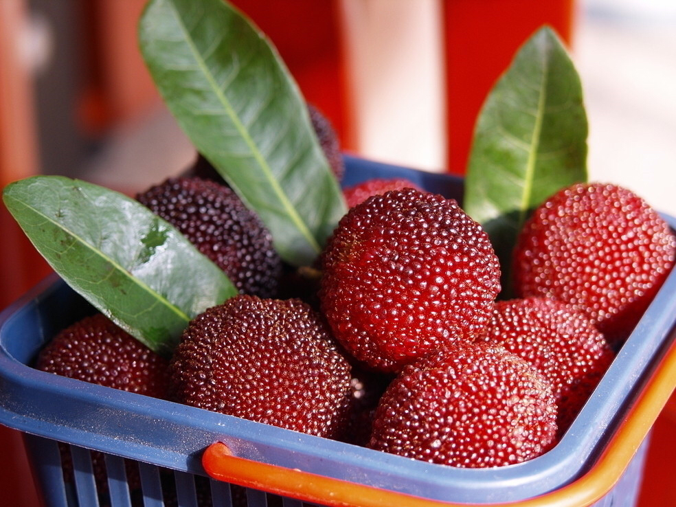 杨梅要怎么栽种才好吃,杨梅要如何种植才好吃