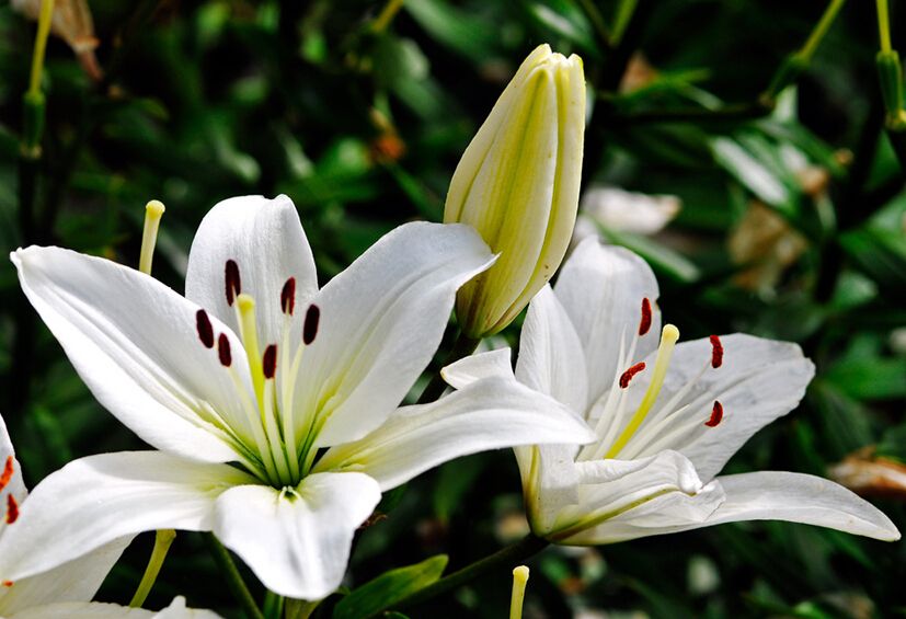 盆栽的百合种球怎样浇水,百合种球盆栽方法图