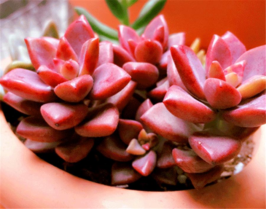 姬胧月特征,姬胧月变透亮