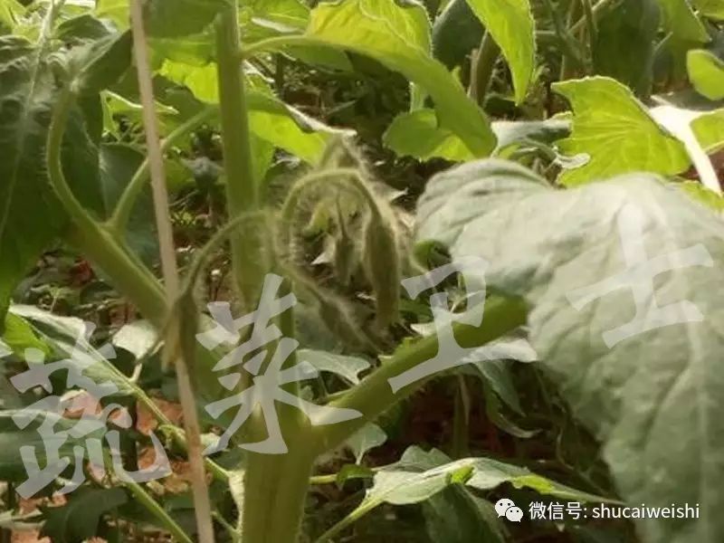 番茄生长点消失的原因,番茄顶端新芽卷曲萎缩不生长