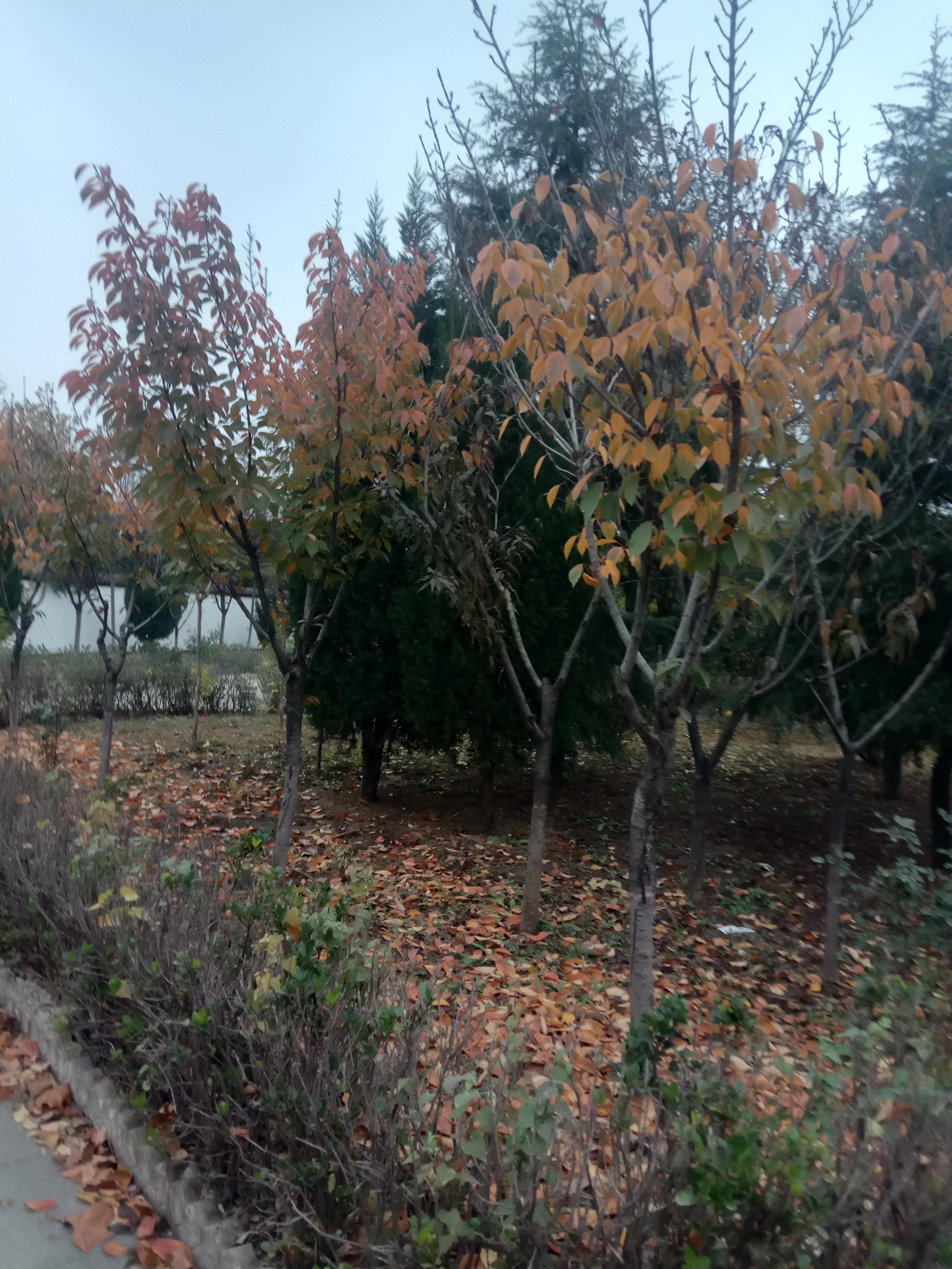 晚秋的落叶视频,晚秋的落叶朗读