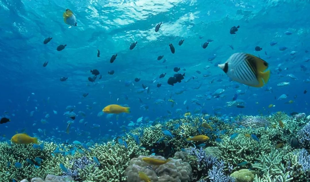 这个冬天来威海玩雪吧,冲绳出海看鲸鱼的季节