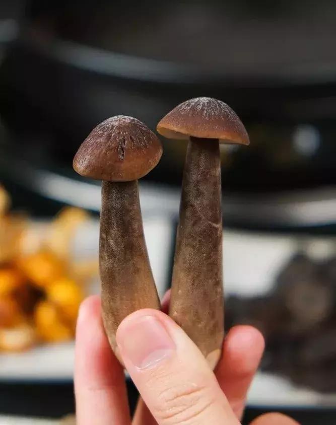 佛山盐步美食粤菜,南海盐步海鲜酒楼