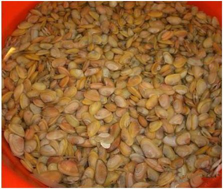 看图识海鲜，这些水产海鲜你都认识吗？