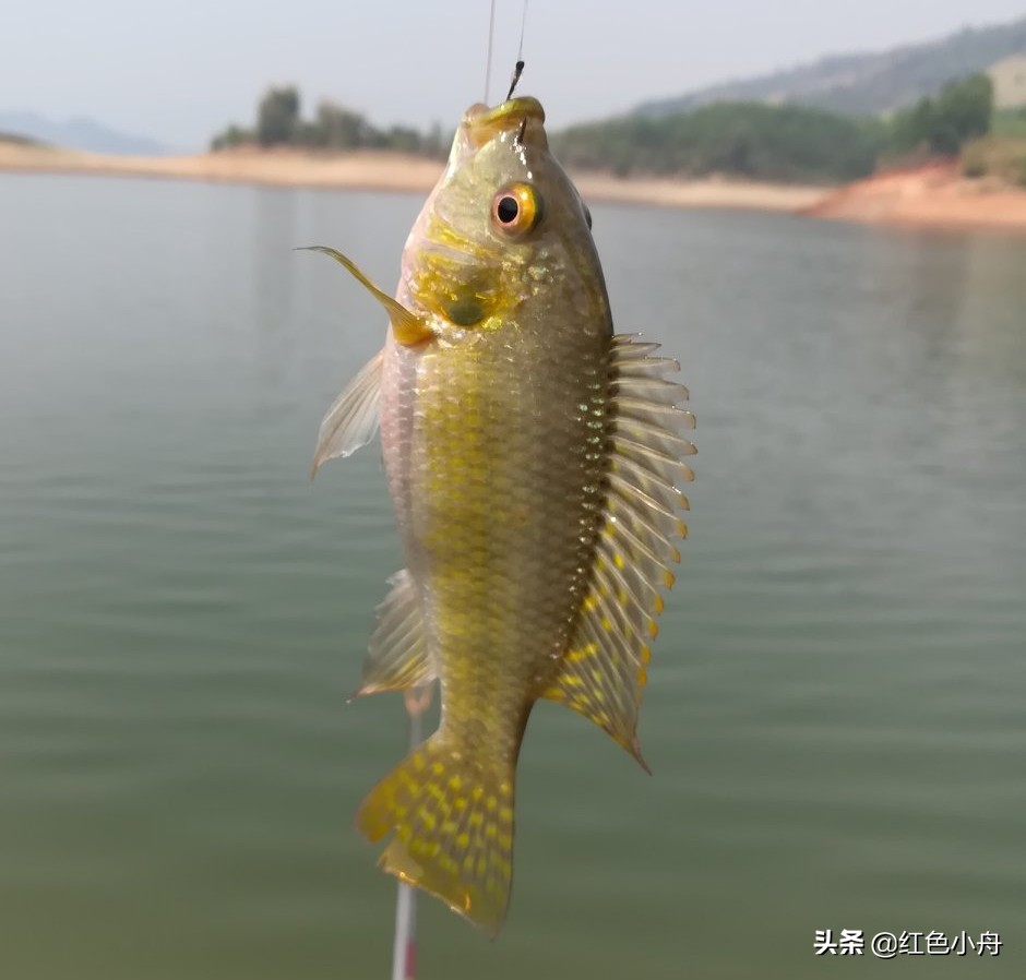 野钓窝里有鱼就是不开口怎么办,气温上升了鱼为啥不吃钩