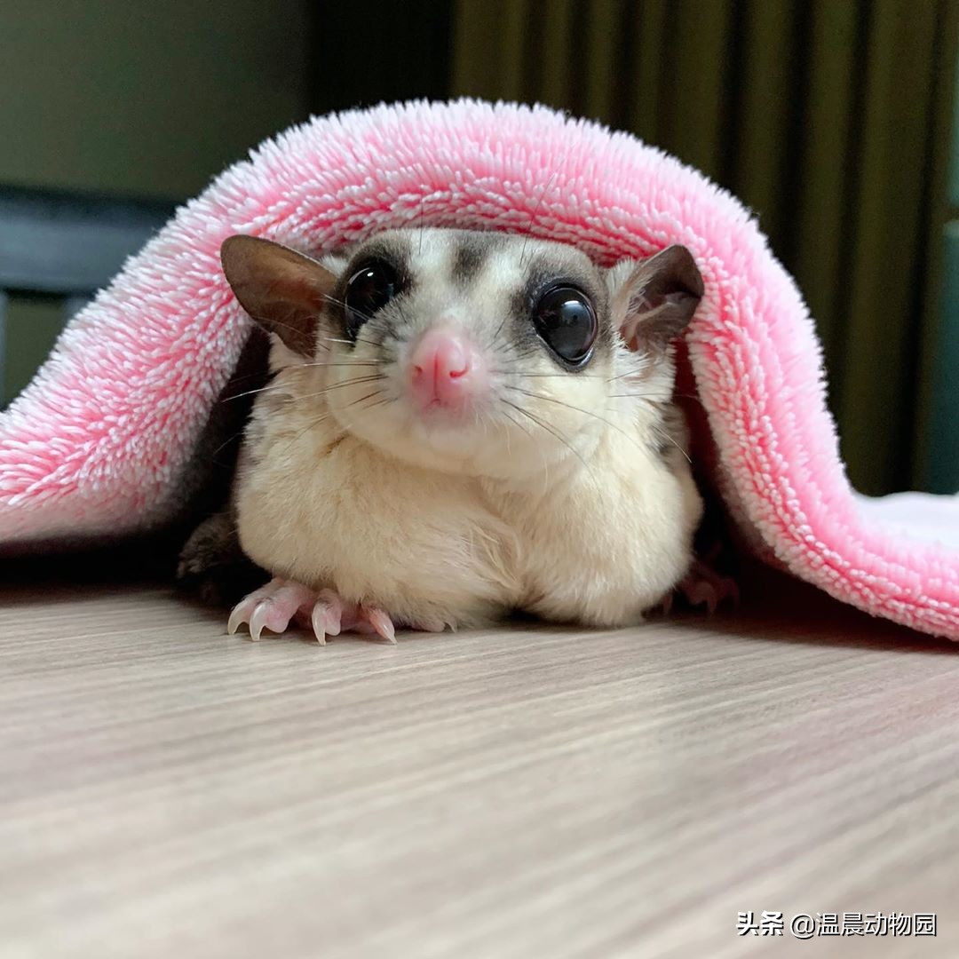 蜜袋鼯脏不脏,小蜜袋鼯可以洗澡吗