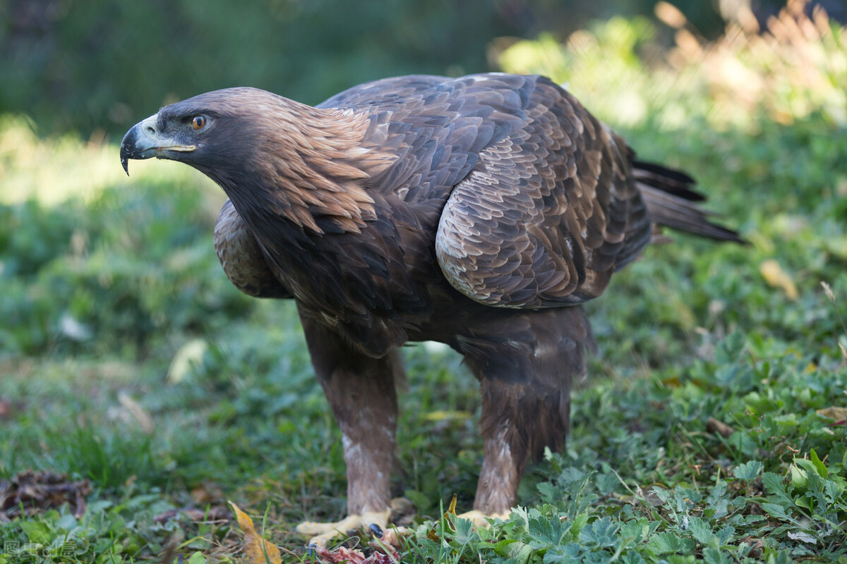 东江揽胜,惠州淡水常见鸟类图谱