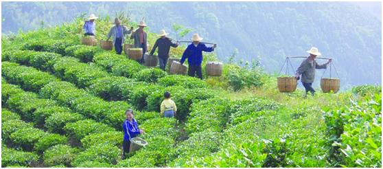 湖南安化黑茶靠不靠谱,安化黑茶质量问题