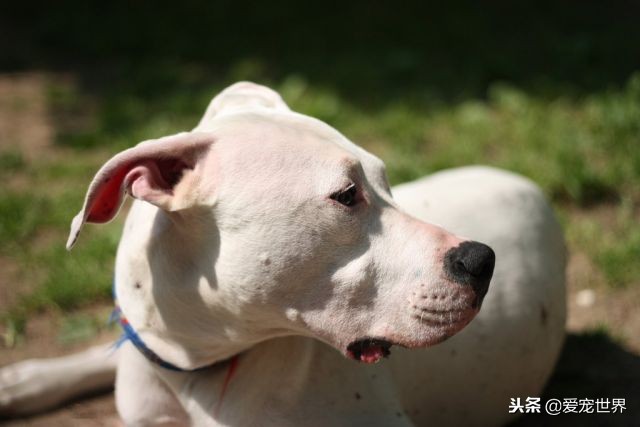 杜高好养活吗,怎么样让杜高变得凶猛