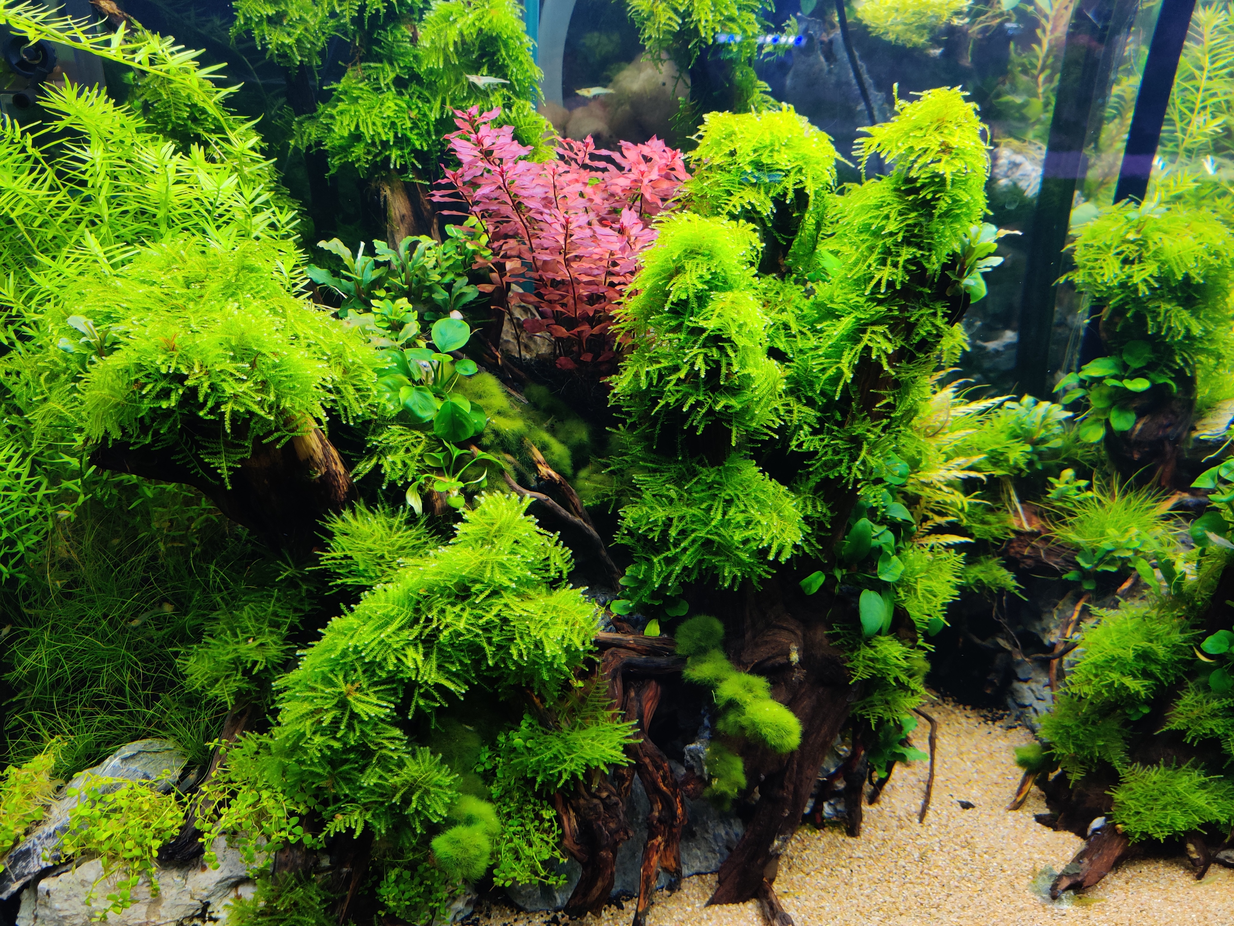 水草为什么会烂叶坏根,水草缸的水草怎样才能养好活