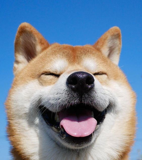 柴犬不让人碰它的脚怎么办,柴犬不让摸腿摸还咬人怎么回事