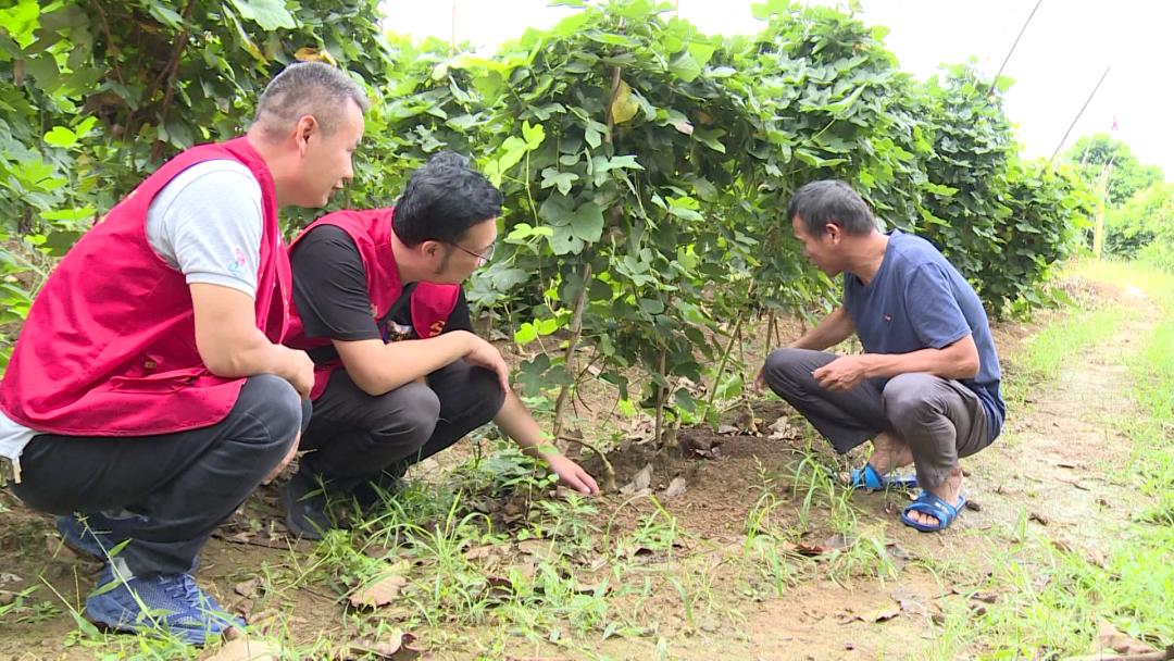 【阳朔人阳朔事】村里的“大个子”书记，乡亲们的好“亲戚”