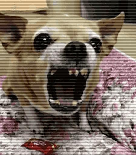 吉娃娃多肉最大的缺点,混血吉娃娃的缺点