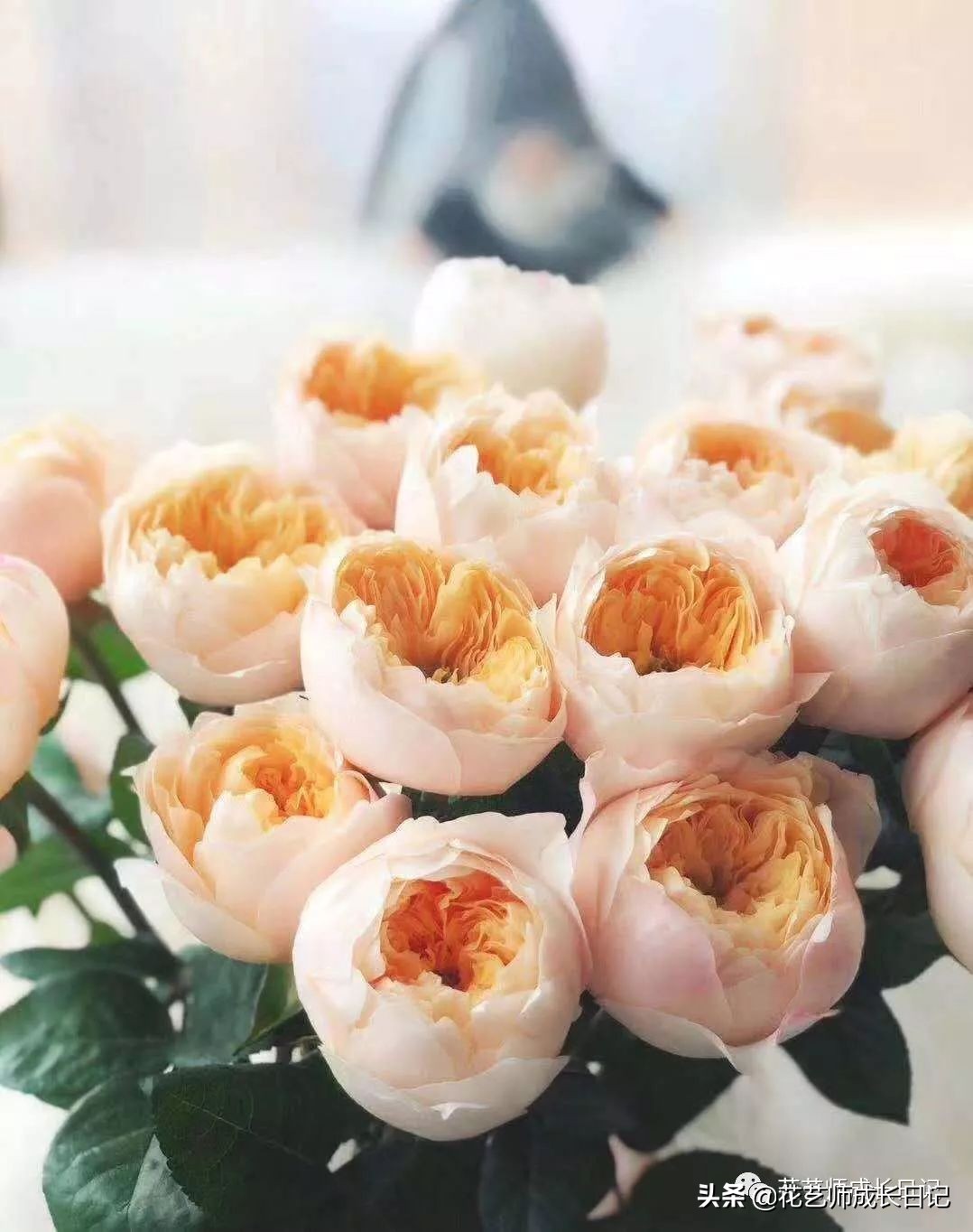 黄颜色的玫瑰是啥品种,浅黄色玫瑰有什么品种