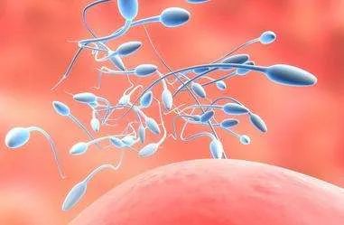 促卵泡激素fsh,fsh促卵泡激素