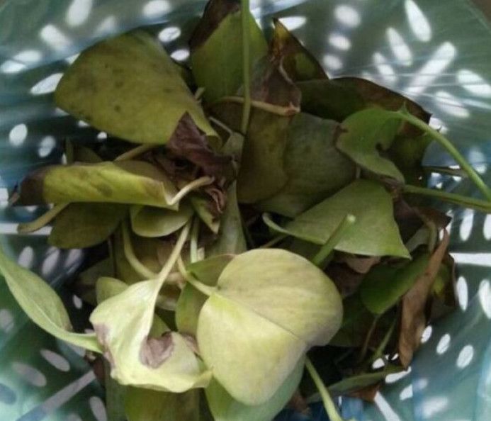 绿萝怎么养着都长黑斑点死了,绿萝根部发黑腐烂叶子发黄怎么办