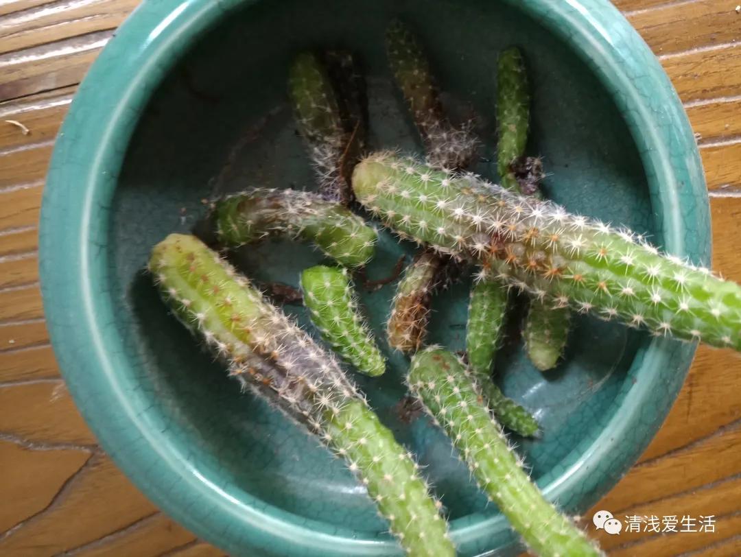 花13元多新入了一盆白檀毛毛虫,拆快递很满意,打开后很无奈