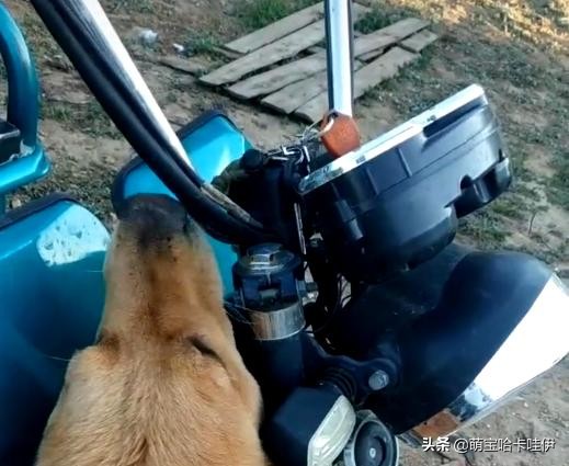 金毛频繁换主人,金毛被救下后开始了报恩
