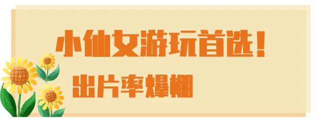 十堰向日葵花海打卡网红地,十堰美丽的地方