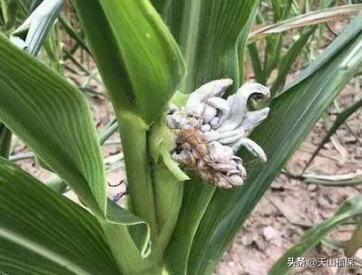 玉米上发黑的东西,玉米穗上的黑疙瘩怎么吃