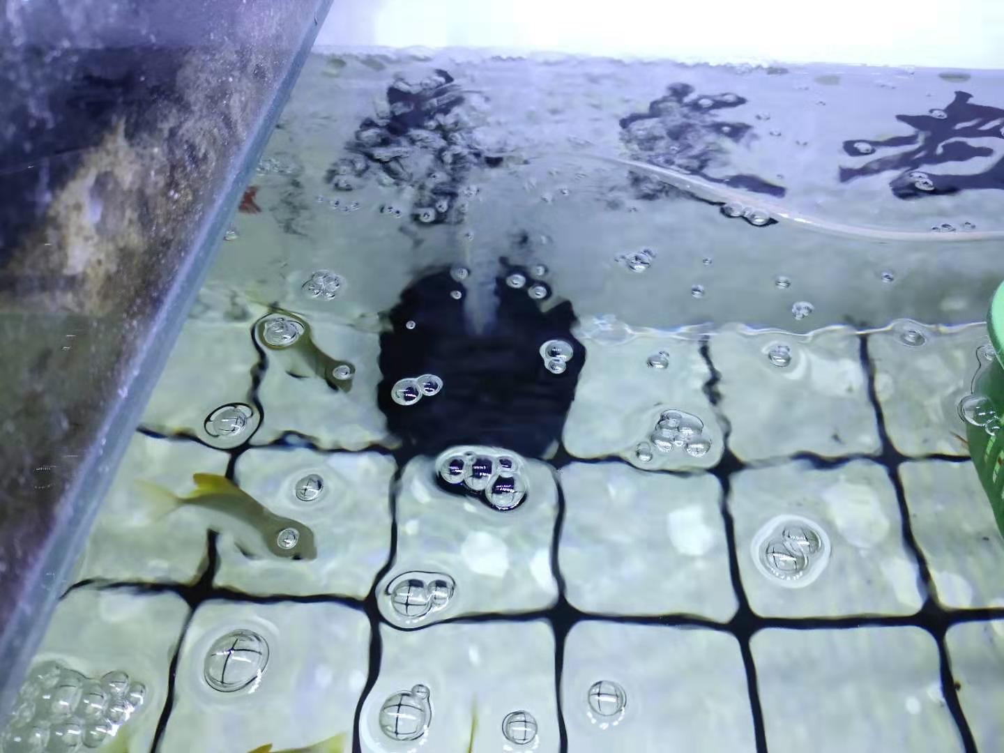 水体过肥对鱼有影响吗,肥水过多怎么解决水质问题