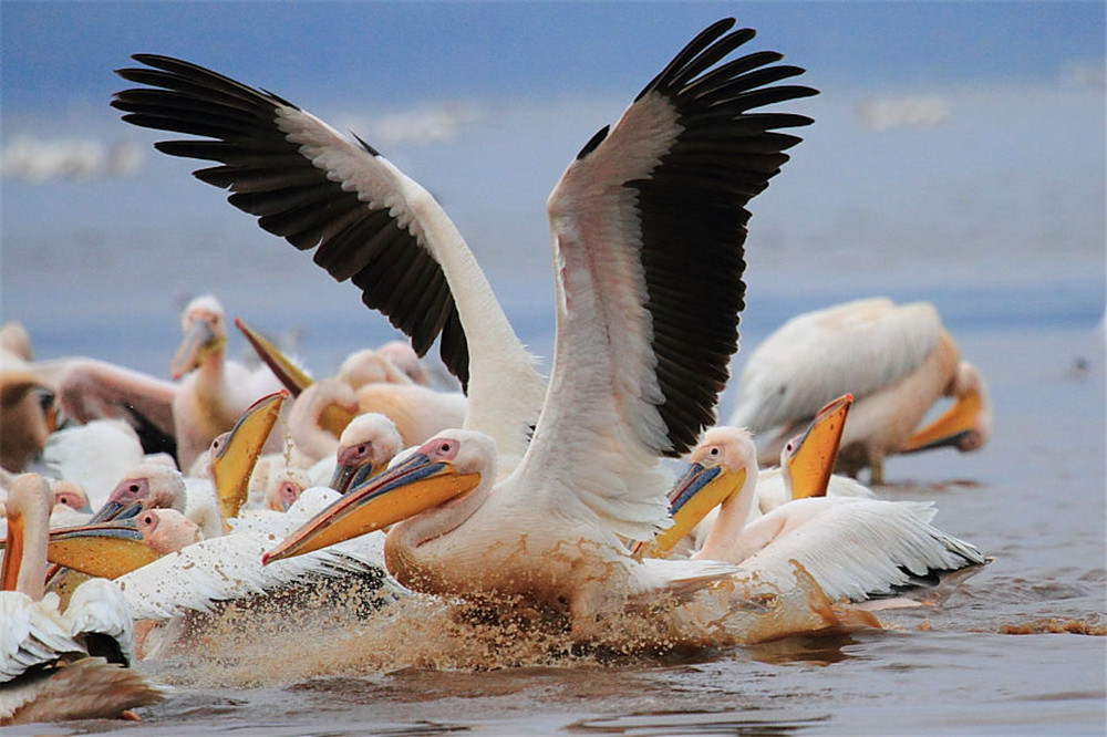骆驼鸟大嘴如网兜,捕到大鱼后,还会让鱼在嘴里滚3分钟才吞下