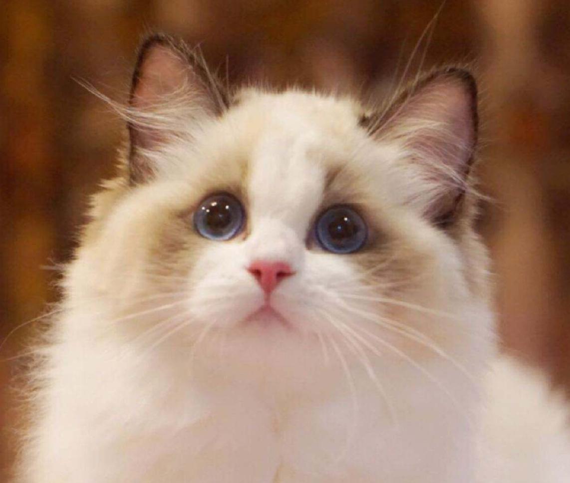 新手养猫全套用品,入坑养猫装备篇