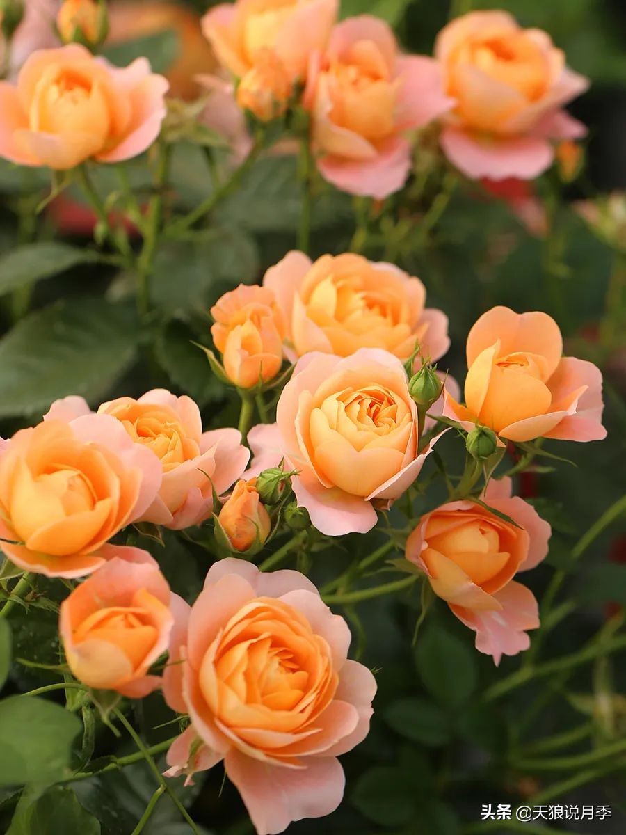 月季怎么抹芽最好,月季的抹芽方法