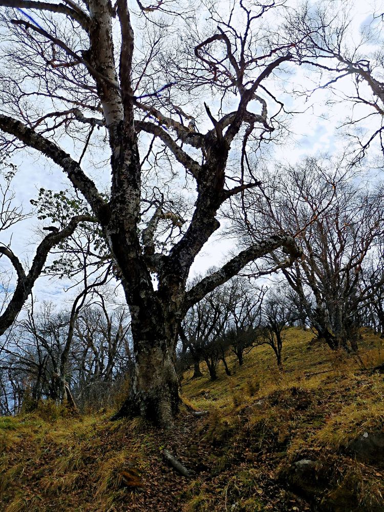 20201101惊悚之行~首阳山大坪梁单日横穿+原返