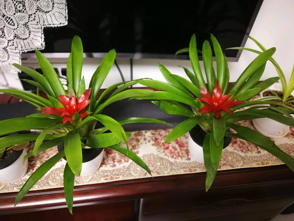 鸿运当头红色的叶子开始发绿,鸿运当头的叶子卷曲养殖方法