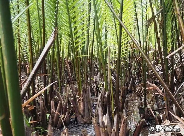 泰国斗鱼和中国斗鱼的杂交品种,中国斗鱼与泰国斗鱼哪个更厉害