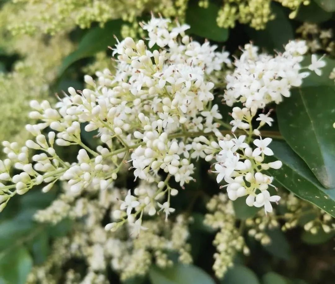 小叶女贞百科简介,金森女贞拉丁学名