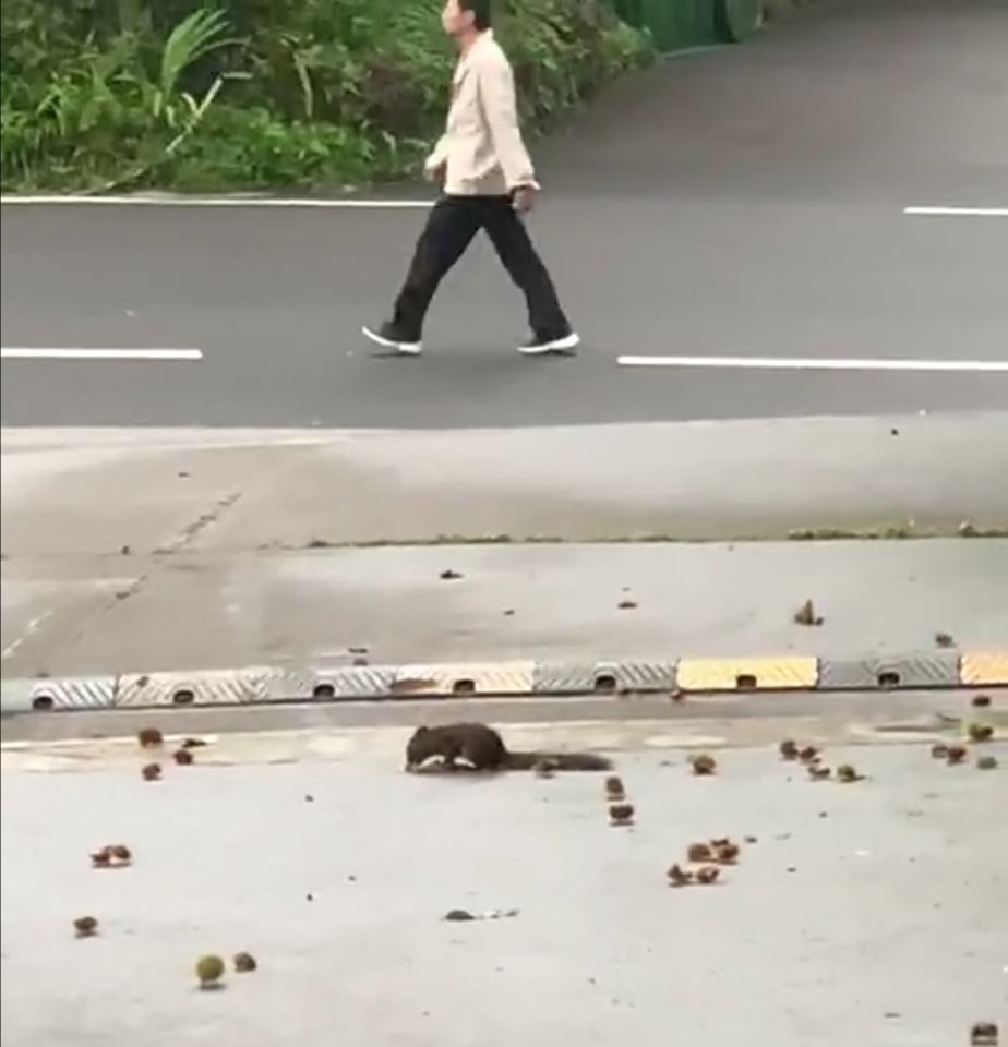 光头强抢松鼠的板栗,松鼠吃板栗吗