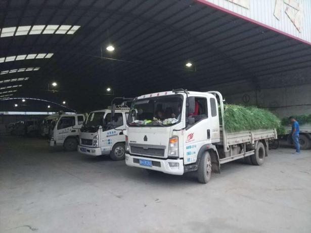 致富经蒜黄,致富经卖过亿