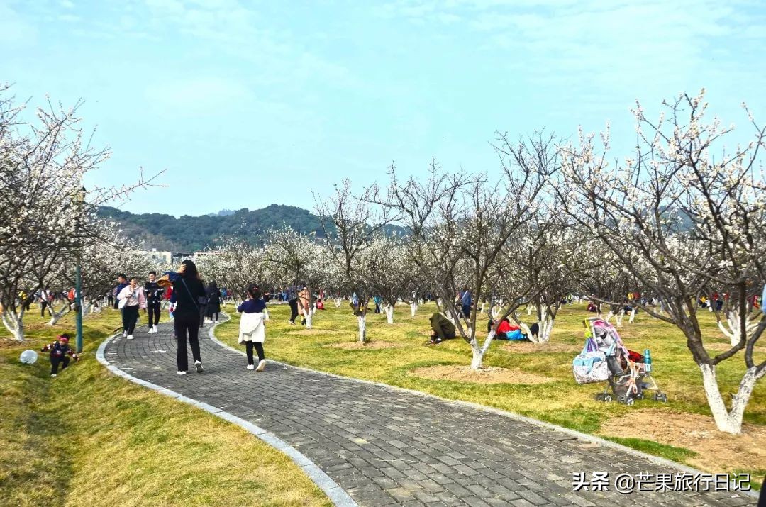 广州除了萝岗还有什么地方看梅花,广州萝岗还有梅花看吗