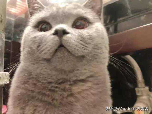 多亏这些宝藏网友，让我笑到免疫力增强