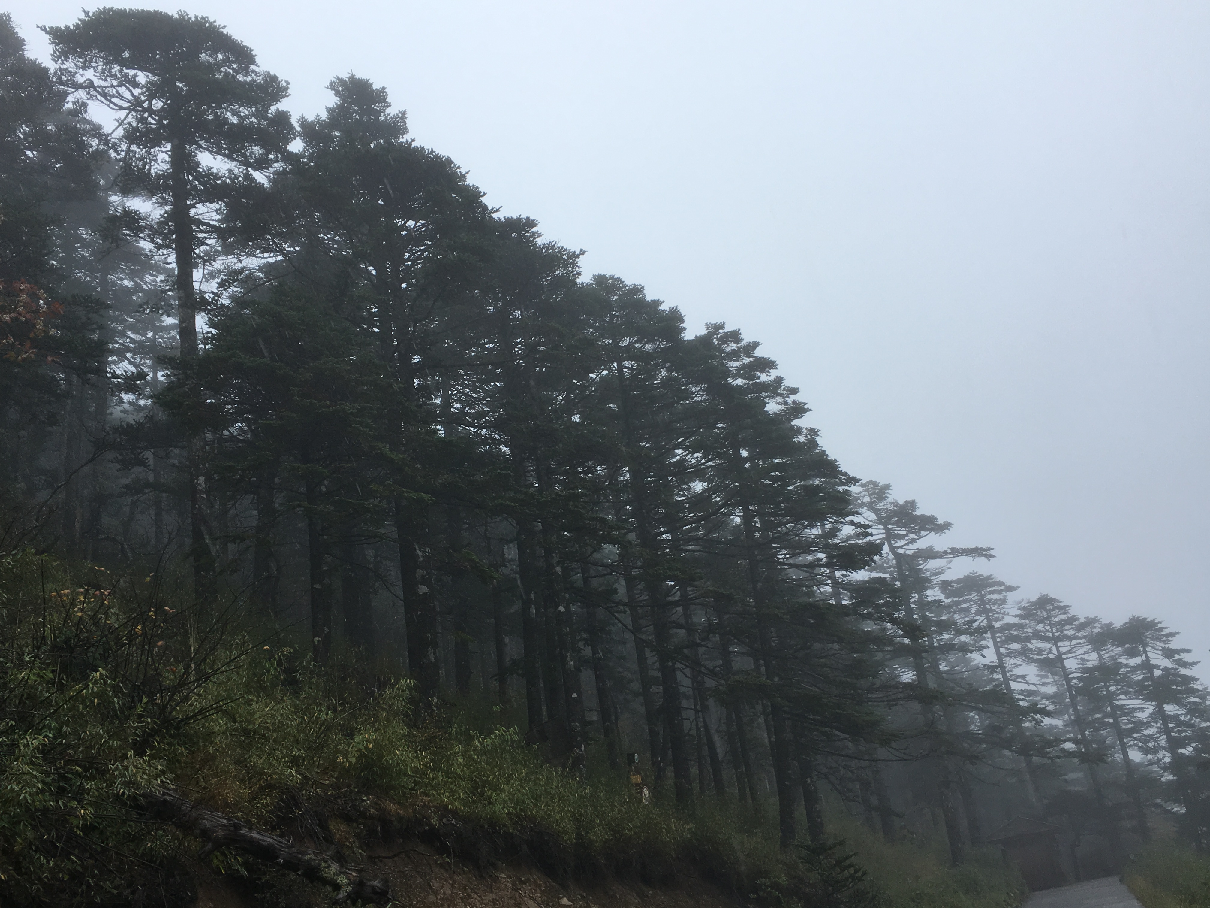 雨中神农架探秘之旅｜国庆节武汉至神农架自驾游攻略分享