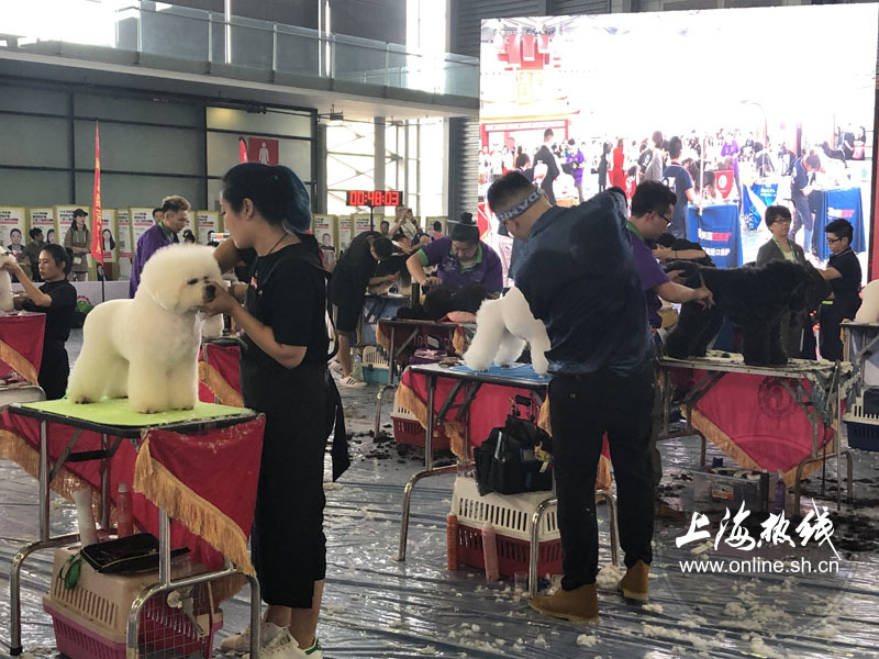 亚洲宠物展2022直播,亚洲宠物展会直播