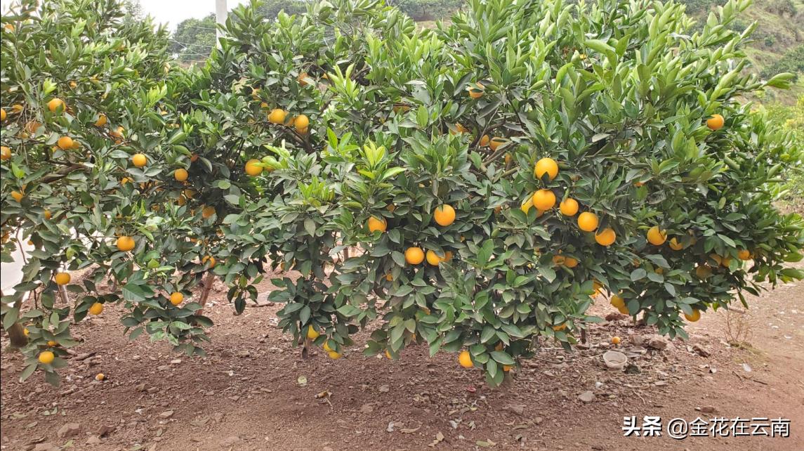 临近年关吃东西容易上火,就让这款小甜橙拯救一下