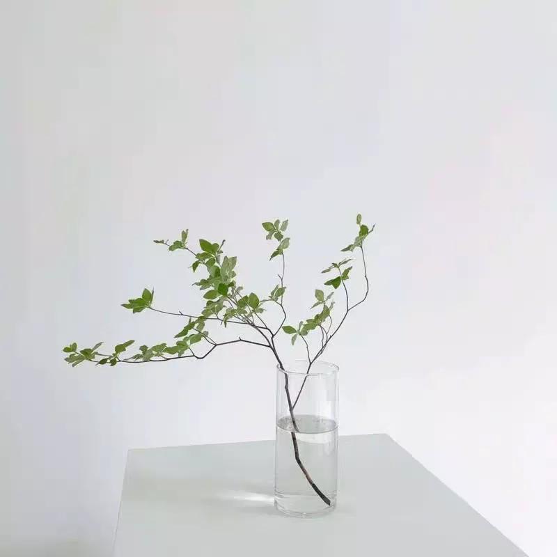 日本吊钟花:植物界的爱马仕