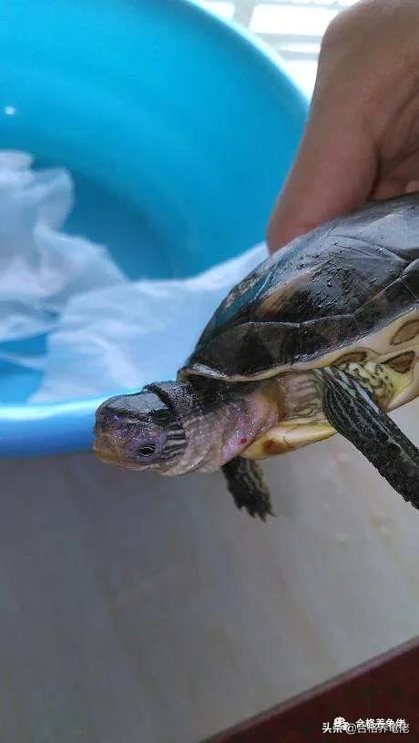龟的腐皮是什么造成的,龟的腐皮腐甲严重怎么办
