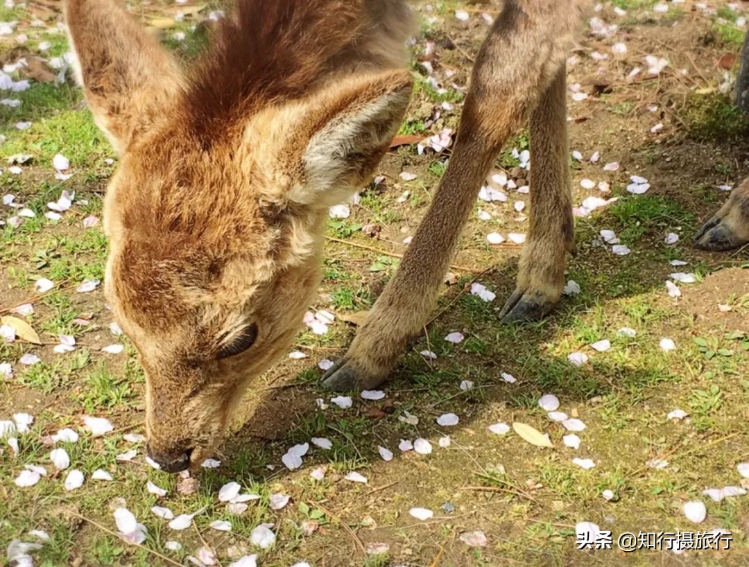 日本樱花季是八月几号,2020年日本樱花花期表