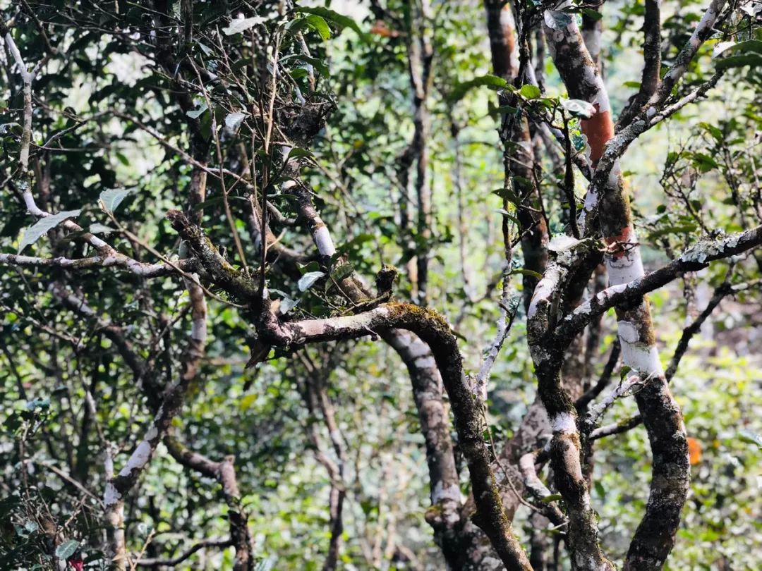 大V吴晓波被禁言,吴晓波讲茶叶