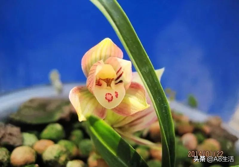 春兰姜氏荷兰名品欣赏,姜氏荷兰花春兰