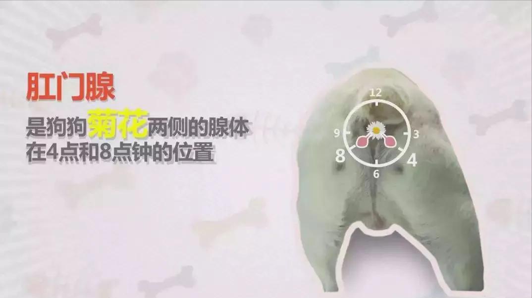 为什么动物在交配前，会先闻对方的屁股？