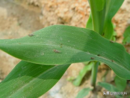 蚜虫粉虱最新一代杀虫药,杀蚜虫粉虱持效期长的药