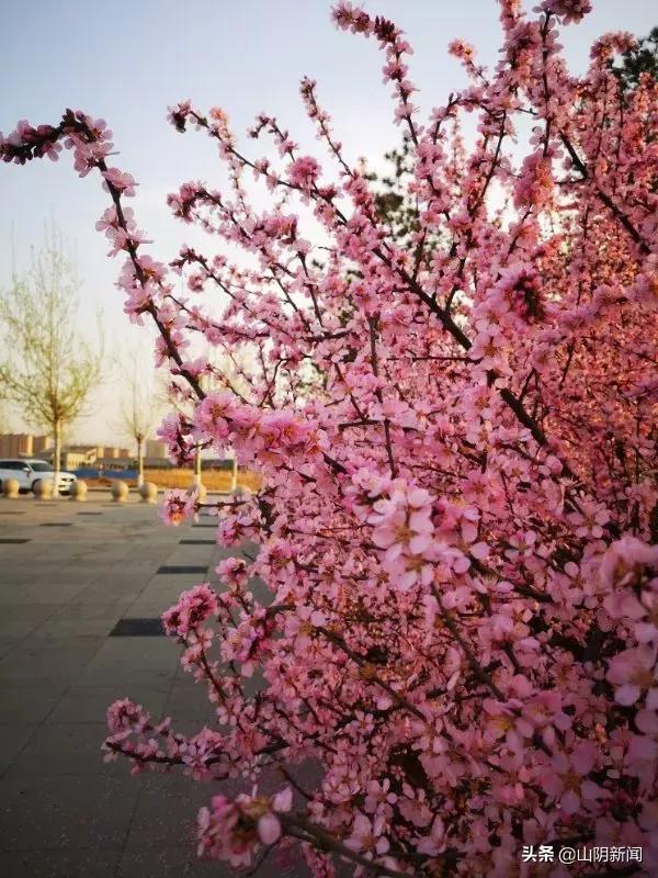 春天里最美的遇见歌曲,春天最美的文案就是油菜花