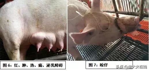 母猪产后胎衣不下该怎么治疗,母猪产后不食无乳怎么回事